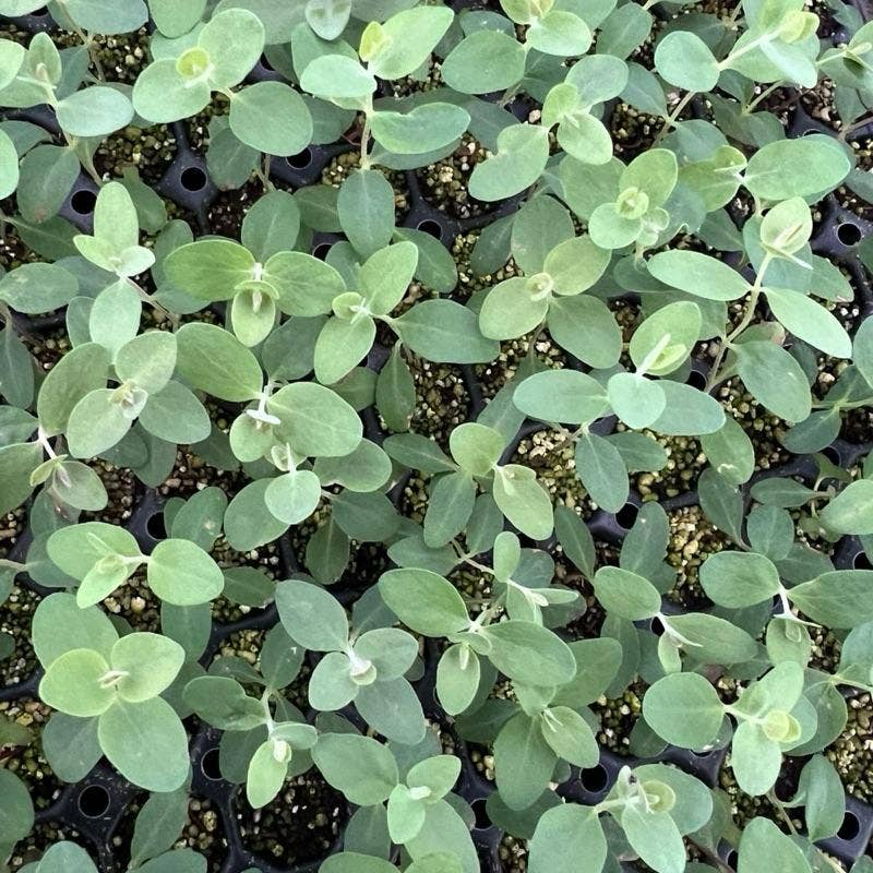 Baby Blue Eucalyptus Seedling Plant ( Starter Plant)