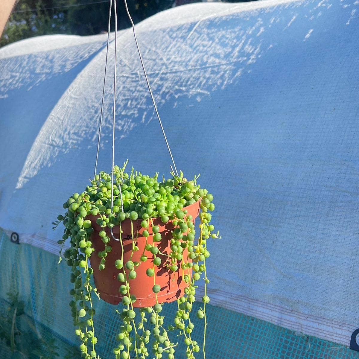 String of Pearls 6" pot