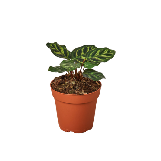 Calathea Makoyana Live Plant, 4-Inch