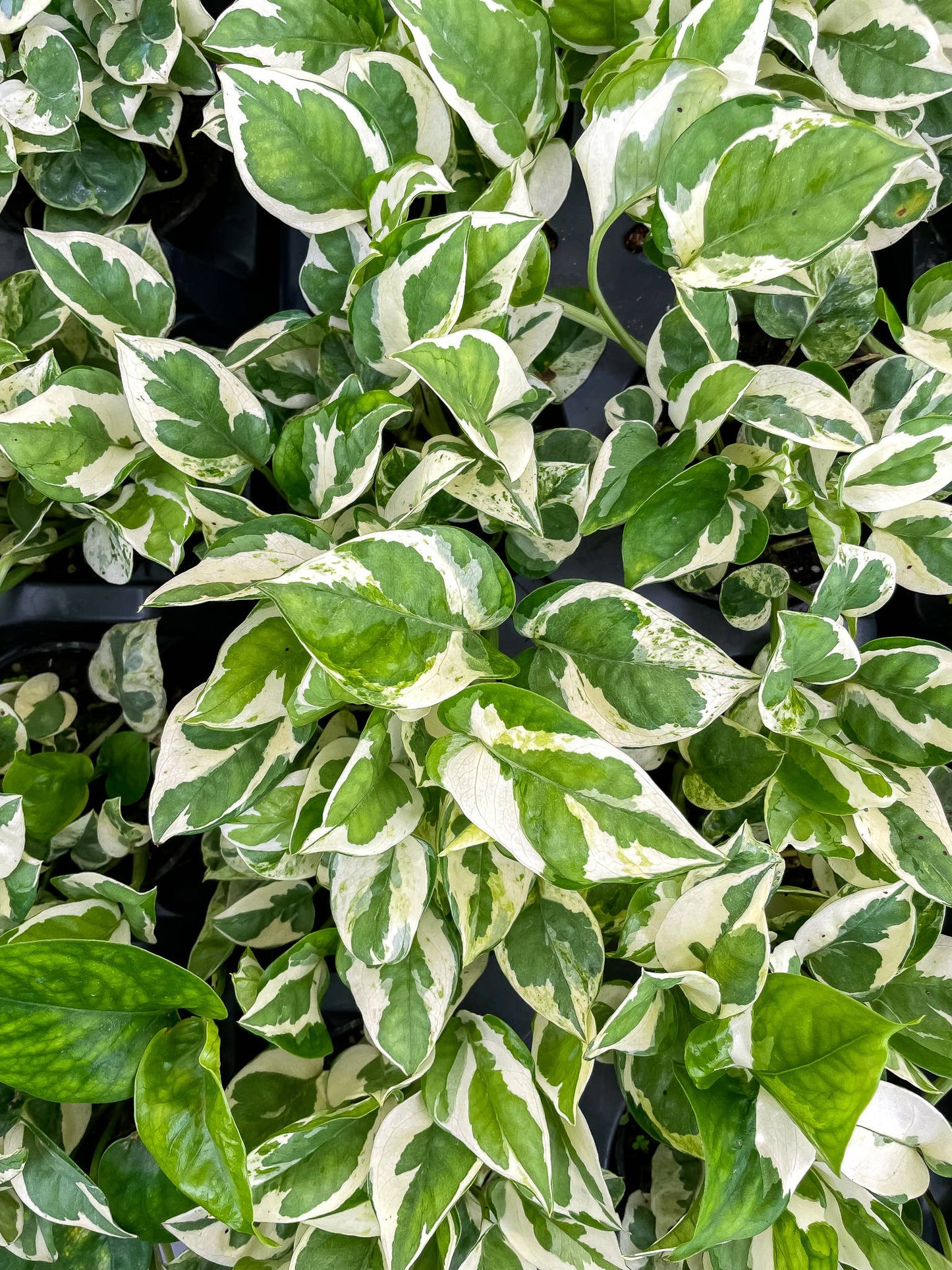 Pearls and Jade Pothos