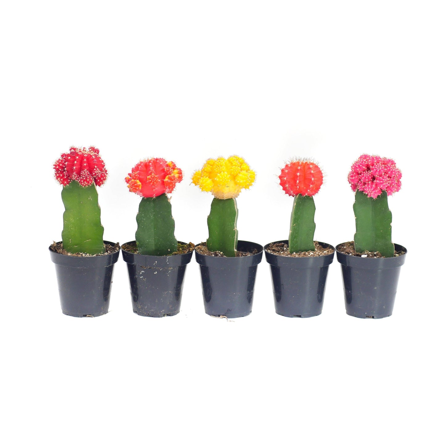 Grafted Neon Moon Cactus