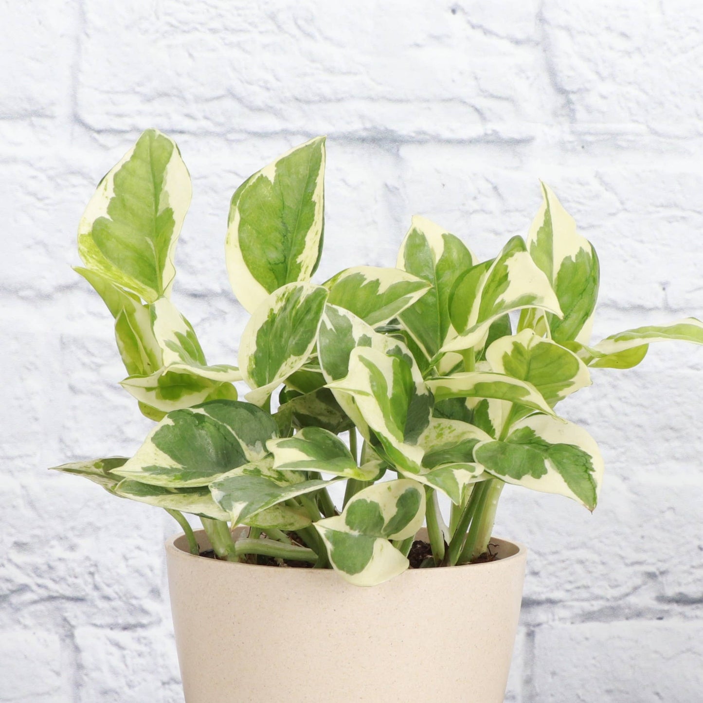 Pearls and Jade Pothos