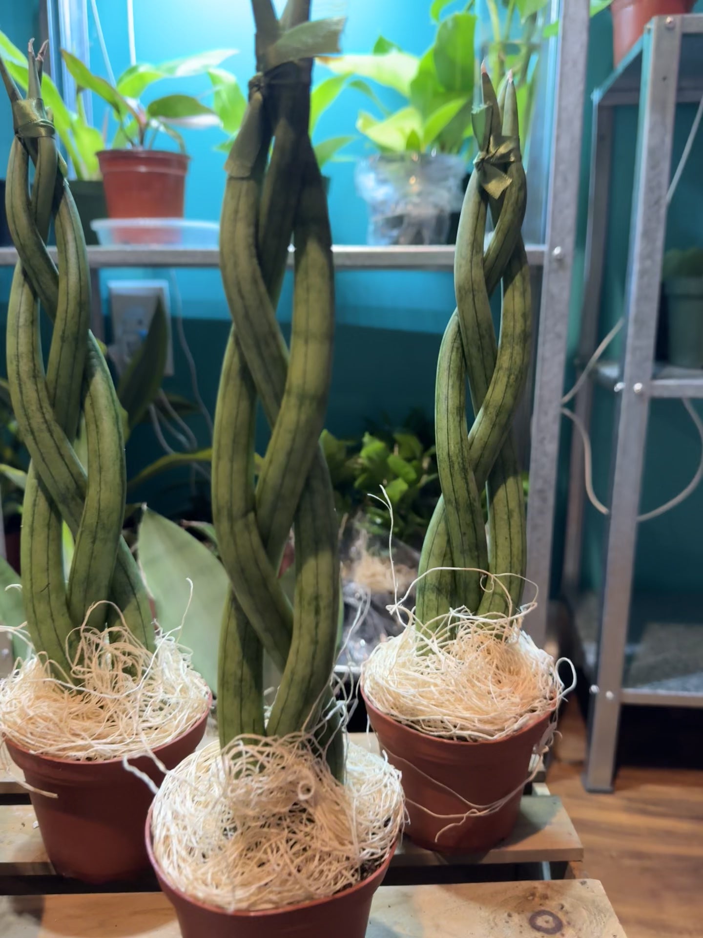 Braided snake plant – Plantify