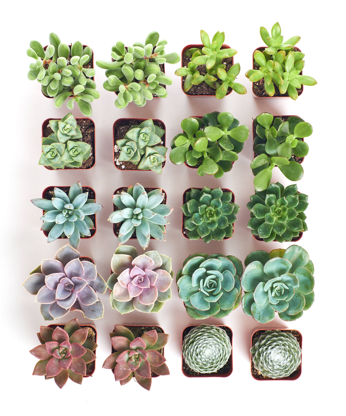 Assorted Succulent in 2" Pots: