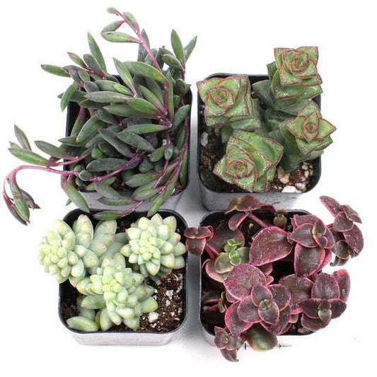 Trailing Succulent Set of 4 - 2in Pots