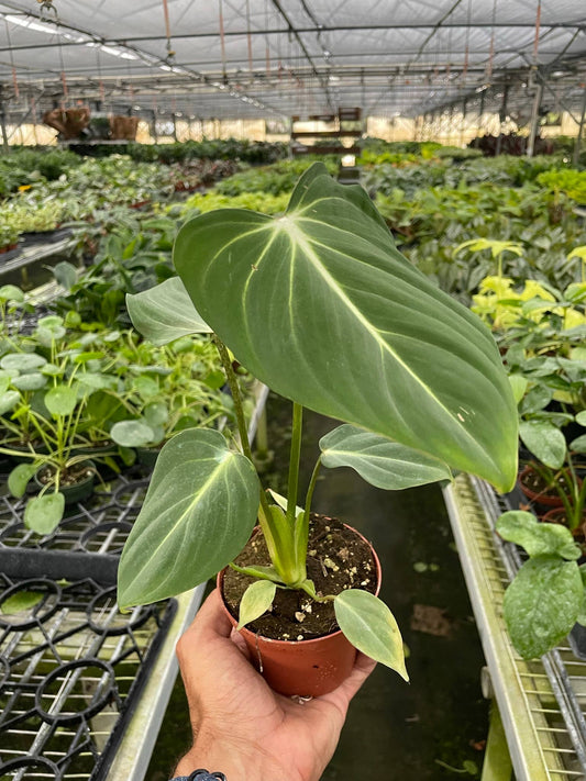 Philodendron 'Gloriosum' - 4" Pot