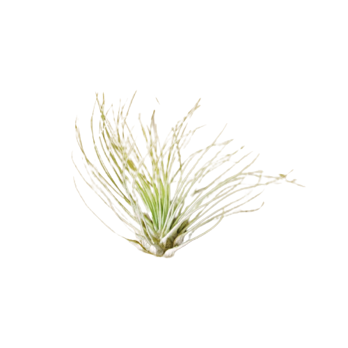 AIR PLANT FUCHSII