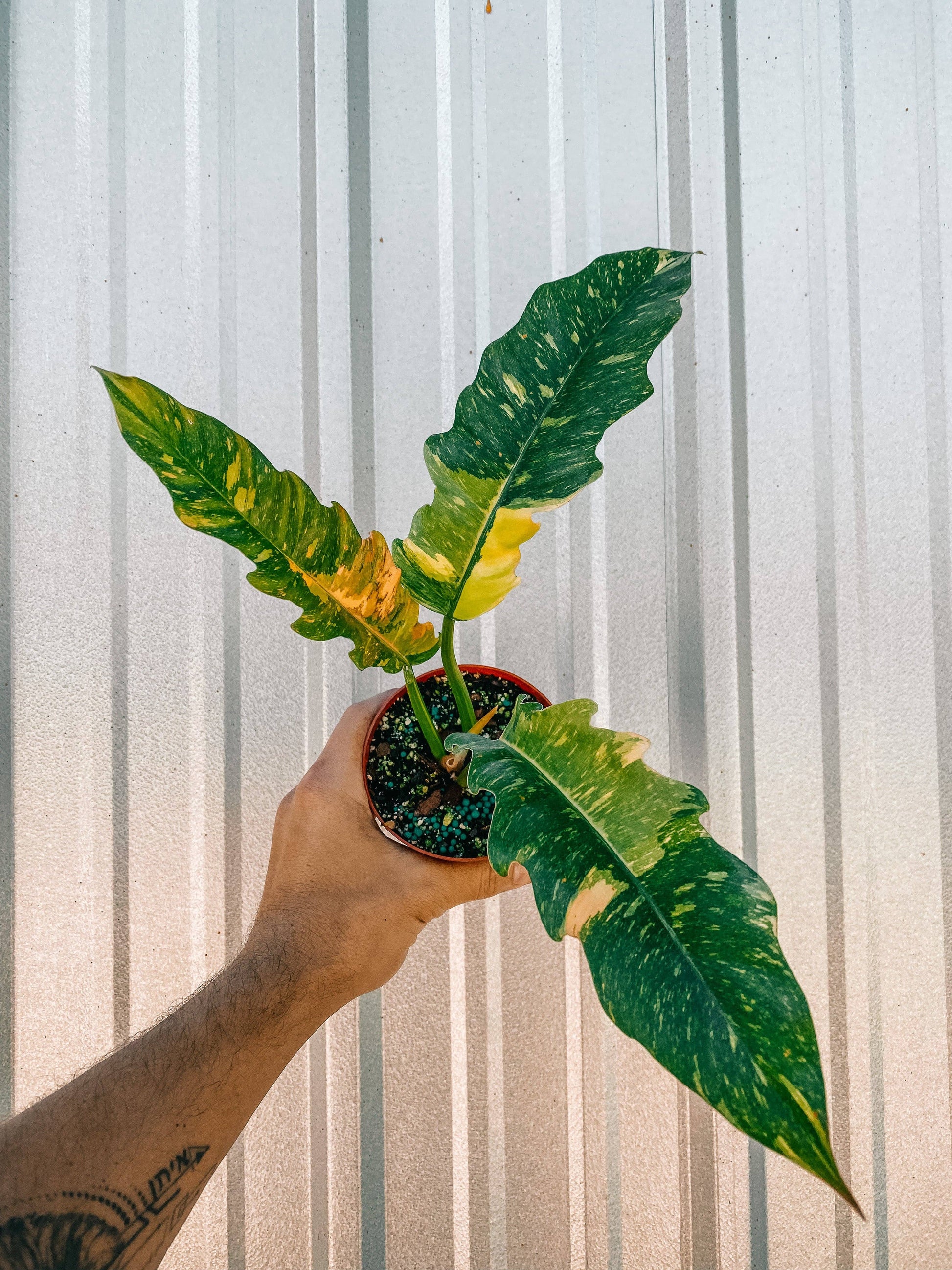 ring of fire philodendron for sale 4" Philodendron 'Ring of Fire' – Plantify