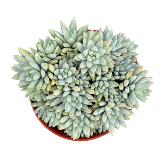 Sedeveria Blue Burrito: