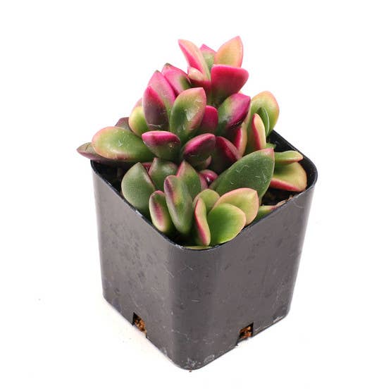 Pink & Purple & Red Succulents 2" Pots
