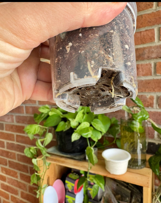 Fully rooted Hoya wax plant