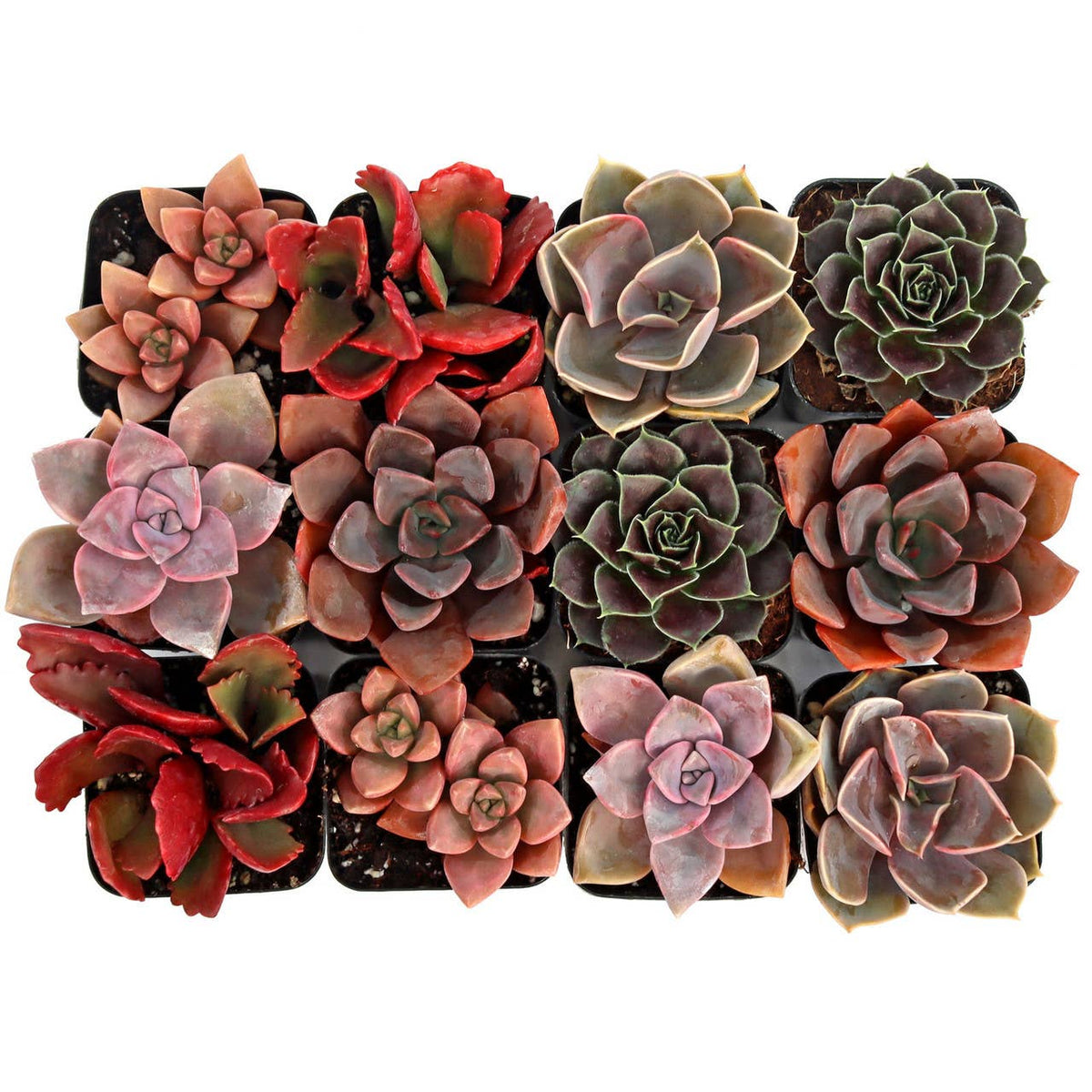 Pink & Purple & Red Succulents 2" Pots
