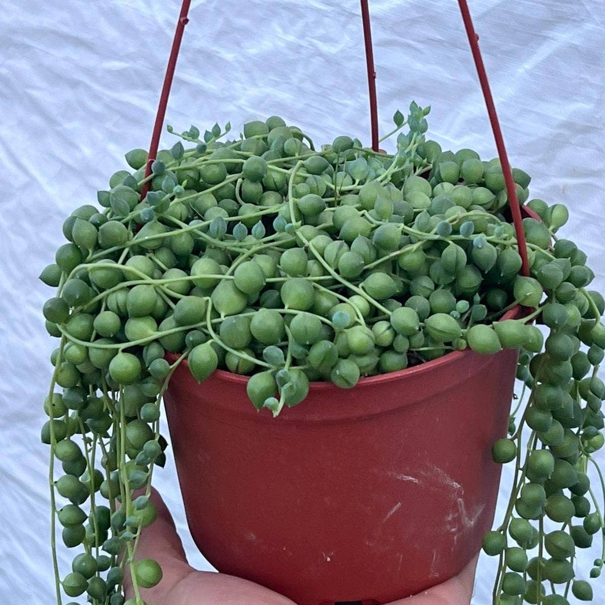 String of Pearls 6" pot