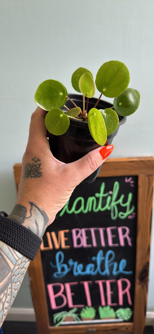 Chinese Money Plant