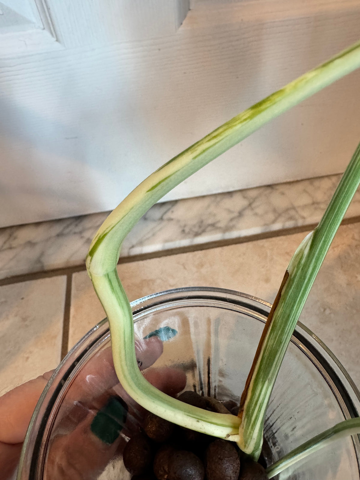 Monstera Albo