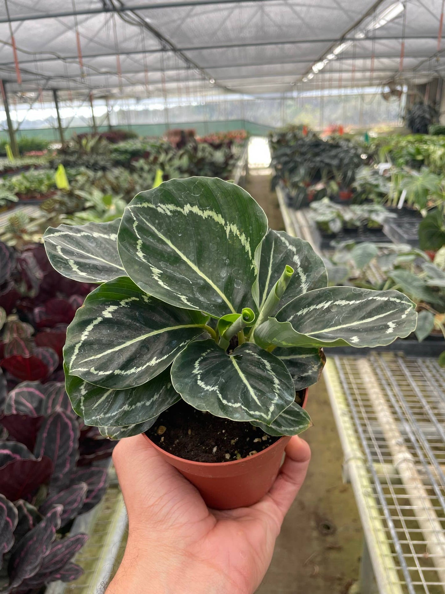 Calathea 'Green Goddess' Live Plant