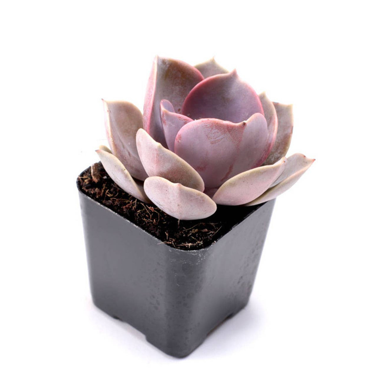 Pink & Purple & Red Succulents 2" Pots