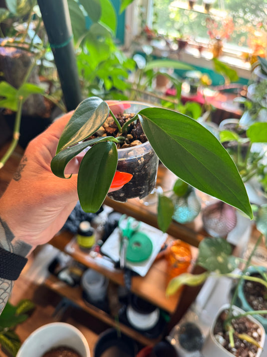 Baby Dragon tail philodendron