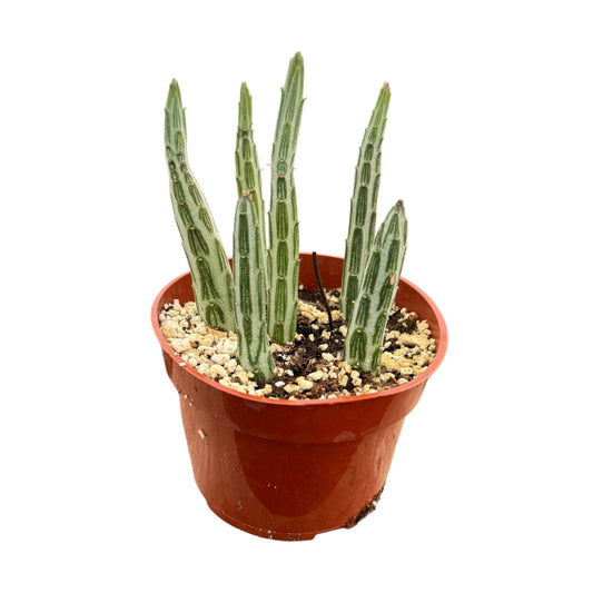 Senecio stapeliiformis | Pickle plant: 4 inch
