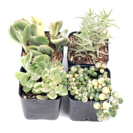 Créme De La Créme Premium Succulent Set of 4 - 2in Pots