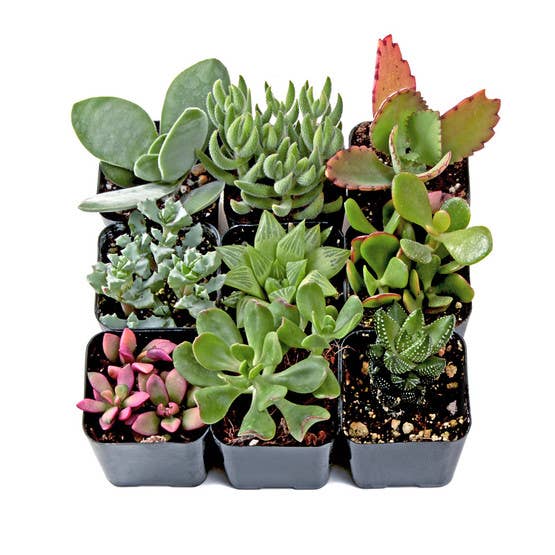 Soft Succulent Sampler Set of 9 - 2in Pots