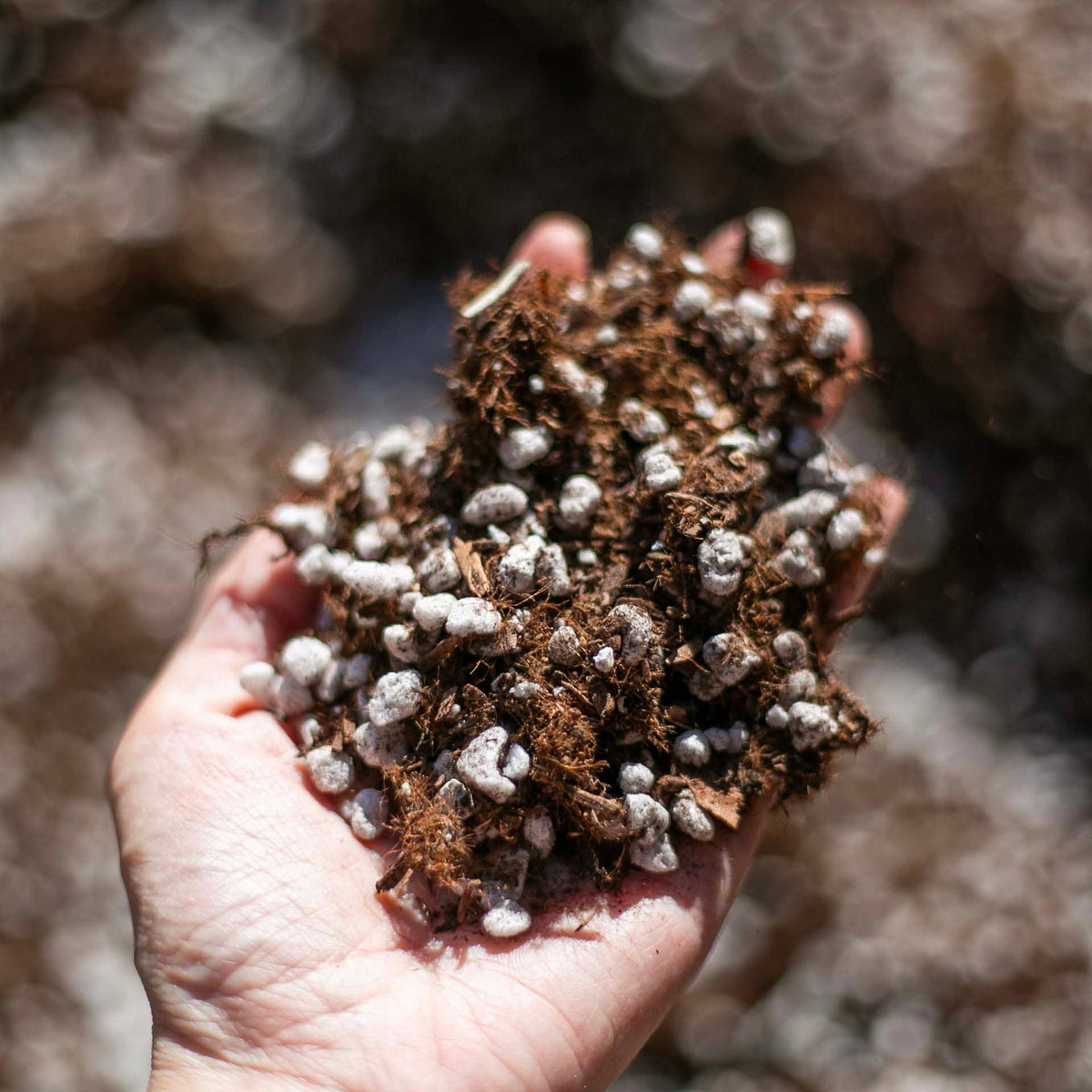 Bulk Soil- Premium Cactus & Succulent Potting Mix: 5 Gallons