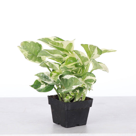 Pearls and Jade Pothos