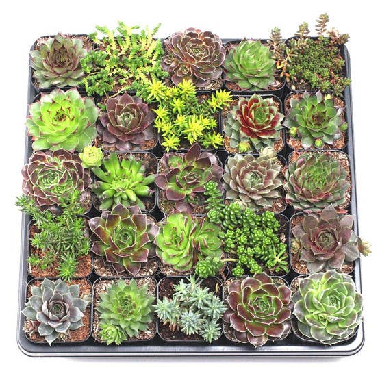 Hardy Outdoor Succulents 2" Pots