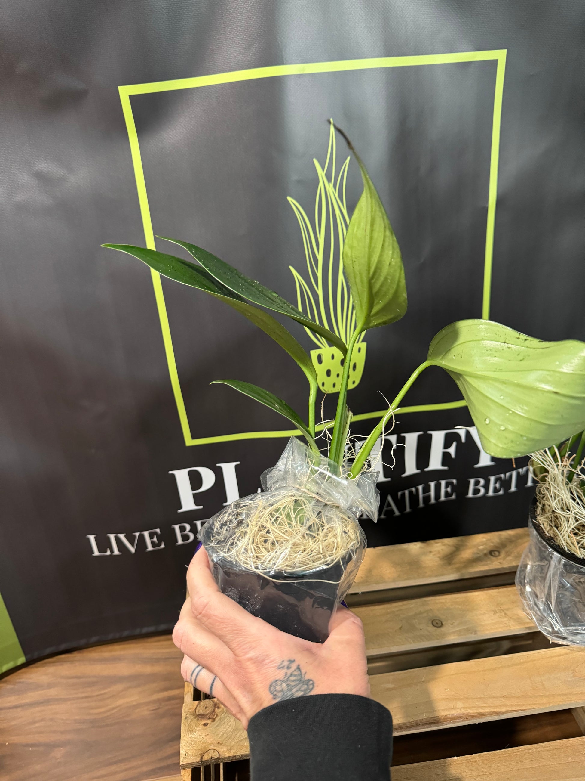 dragontail philodendron Dragon tail Philodendron – Plantify