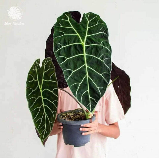 Alocasia Watsoniana : Yes. Please pot them in a 3 inch pot.