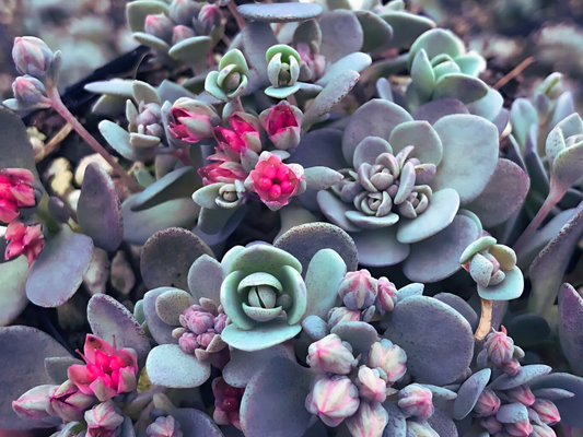10/15/30 Perennial Sedum 'Blue Elf' Stonecrop Bulk Plants: 10 Sedum 'Blue Elf'