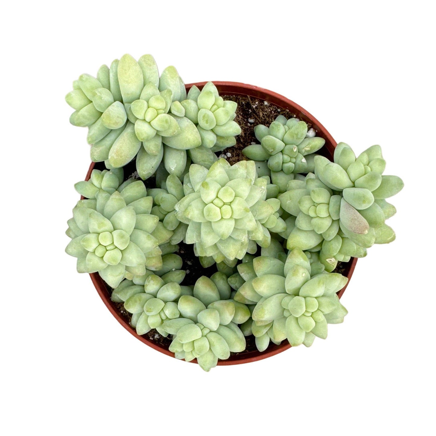 Sedum Burrito | Donkey’s Tail