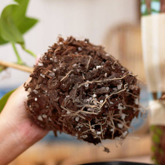 Bulk Soil- Premium Houseplant & Aroid Potting Mix : 5 Gallons