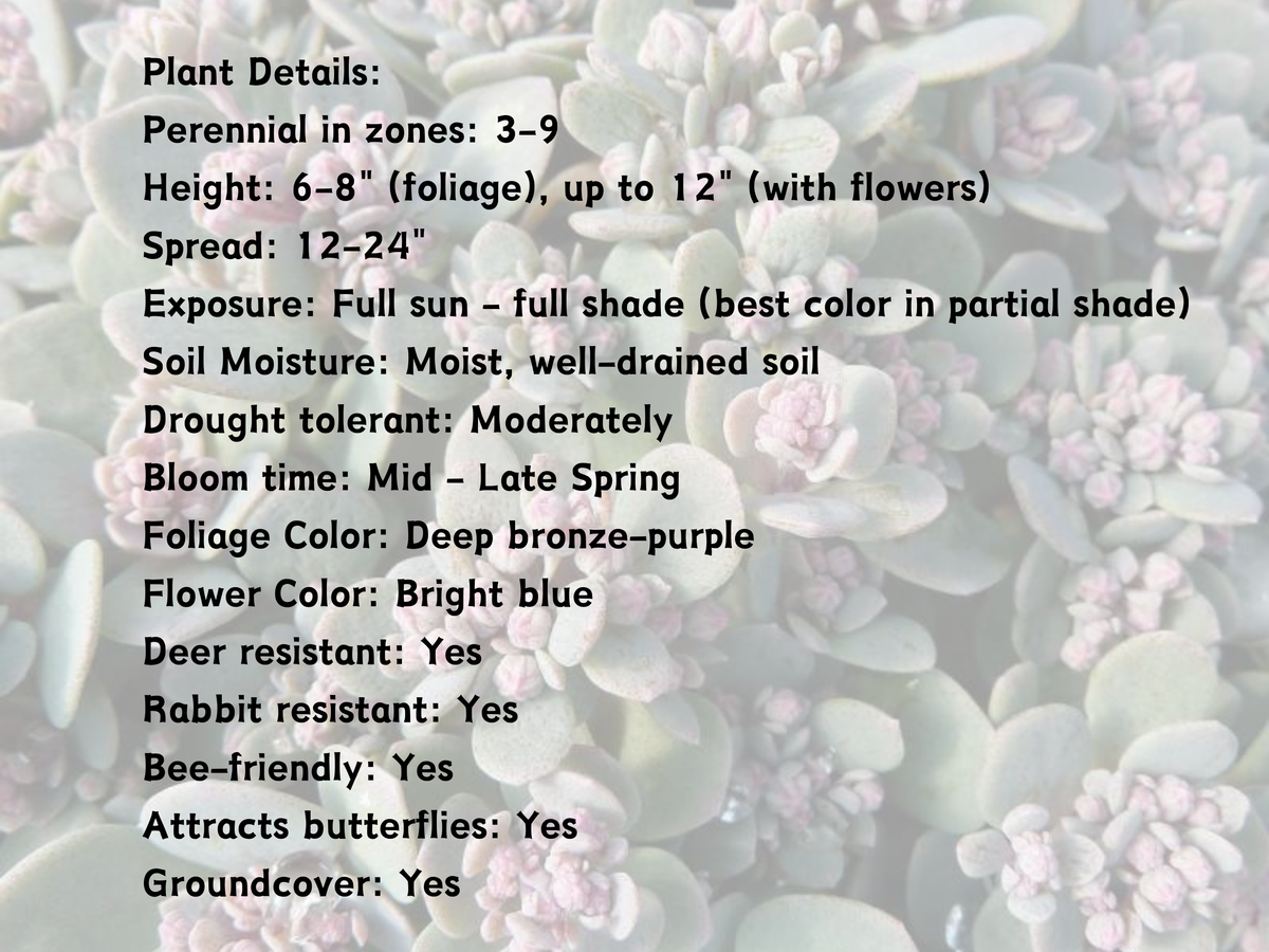 10/15/30 Perennial Sedum 'Blue Elf' Stonecrop Bulk Plants: 10 Sedum 'Blue Elf'