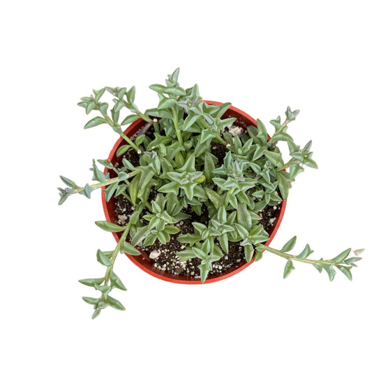 String of Dolphins: 2 inch
