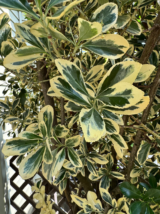 Variegated Japanese Euonymus