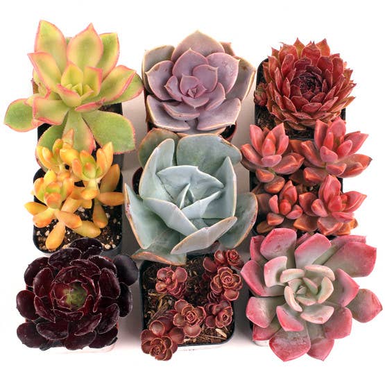 MCG Nuthin' But Color™ Succulent Set of 9 - 2in Pots w/ ID