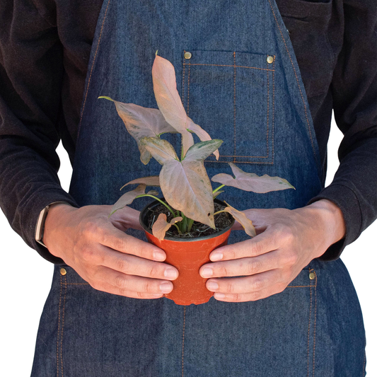 Syngonium 'Pink Splash': 4" Pot