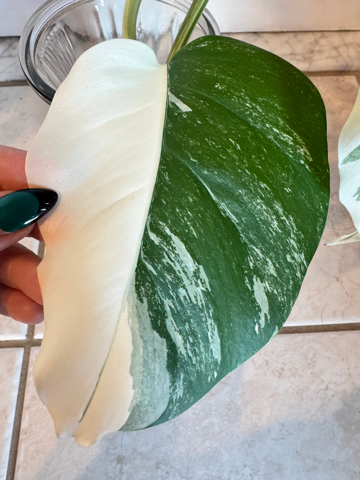 Monstera Albo