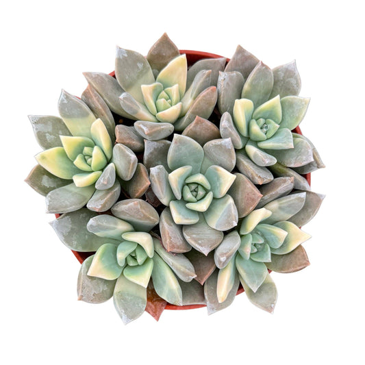 Ghost Plant Variegated