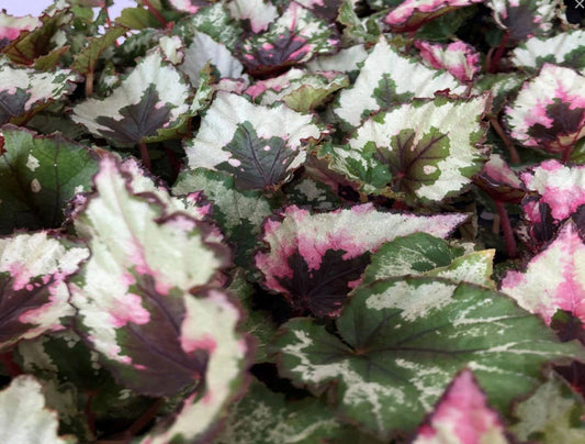 Begonia Rex (Kotobuki). Starter: No. I will pot them myself and save money.