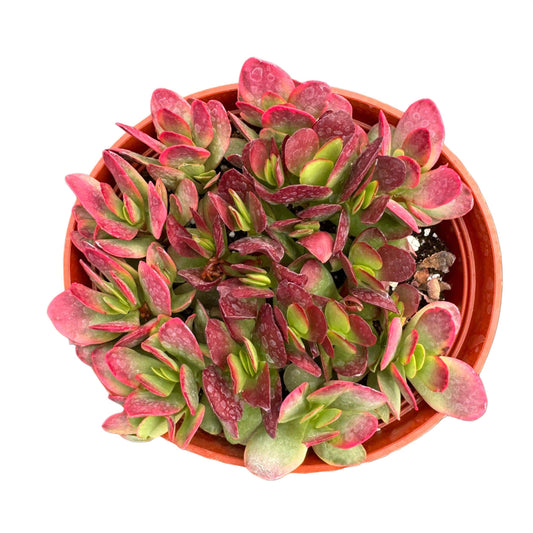 Crassula platyphylla Burgundy