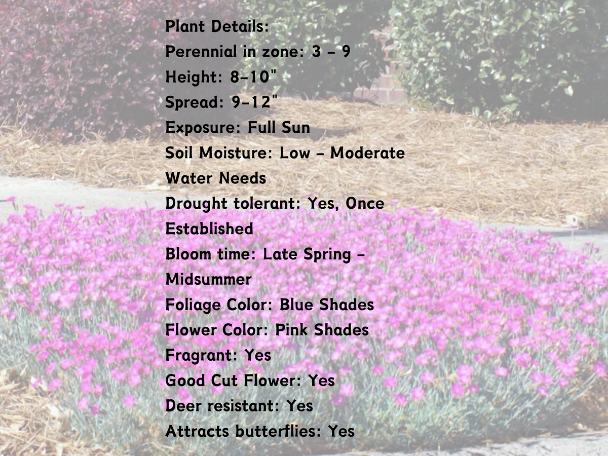 5/10/15/30 Perennial Dianthus Firewitch' Landscape Plants: 5  Dianthus 'Firewitch'