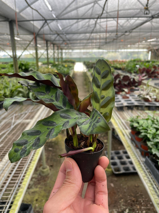 Calathea Lancifolia 'Rattlesnake' - 2" Pot