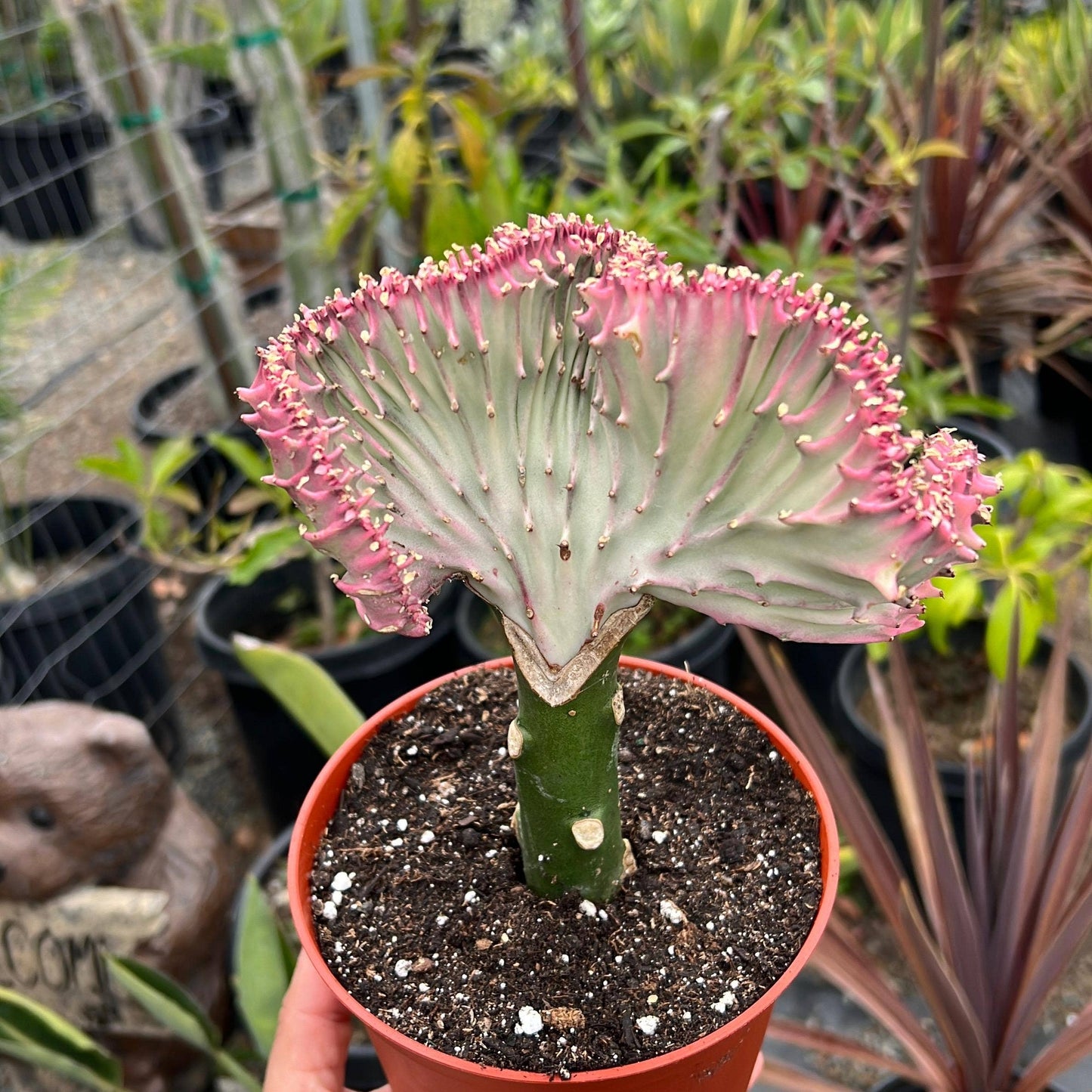 Pink Mermaid Tail Cactus ( Euphorbia Lactea "Cristata")Plant