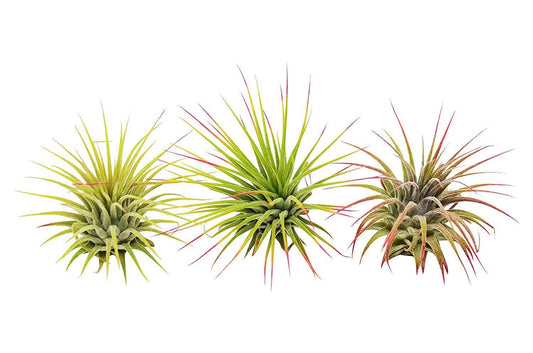 Ionantha Guatemala Air Plants Blooms
