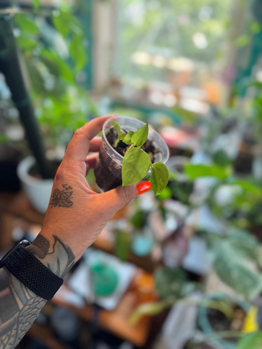 Baby Neon Pothos