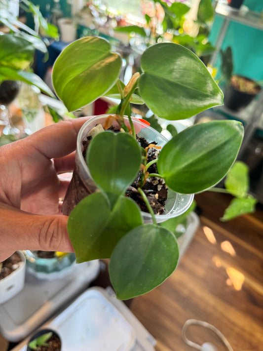 Heartleaf Philodendron