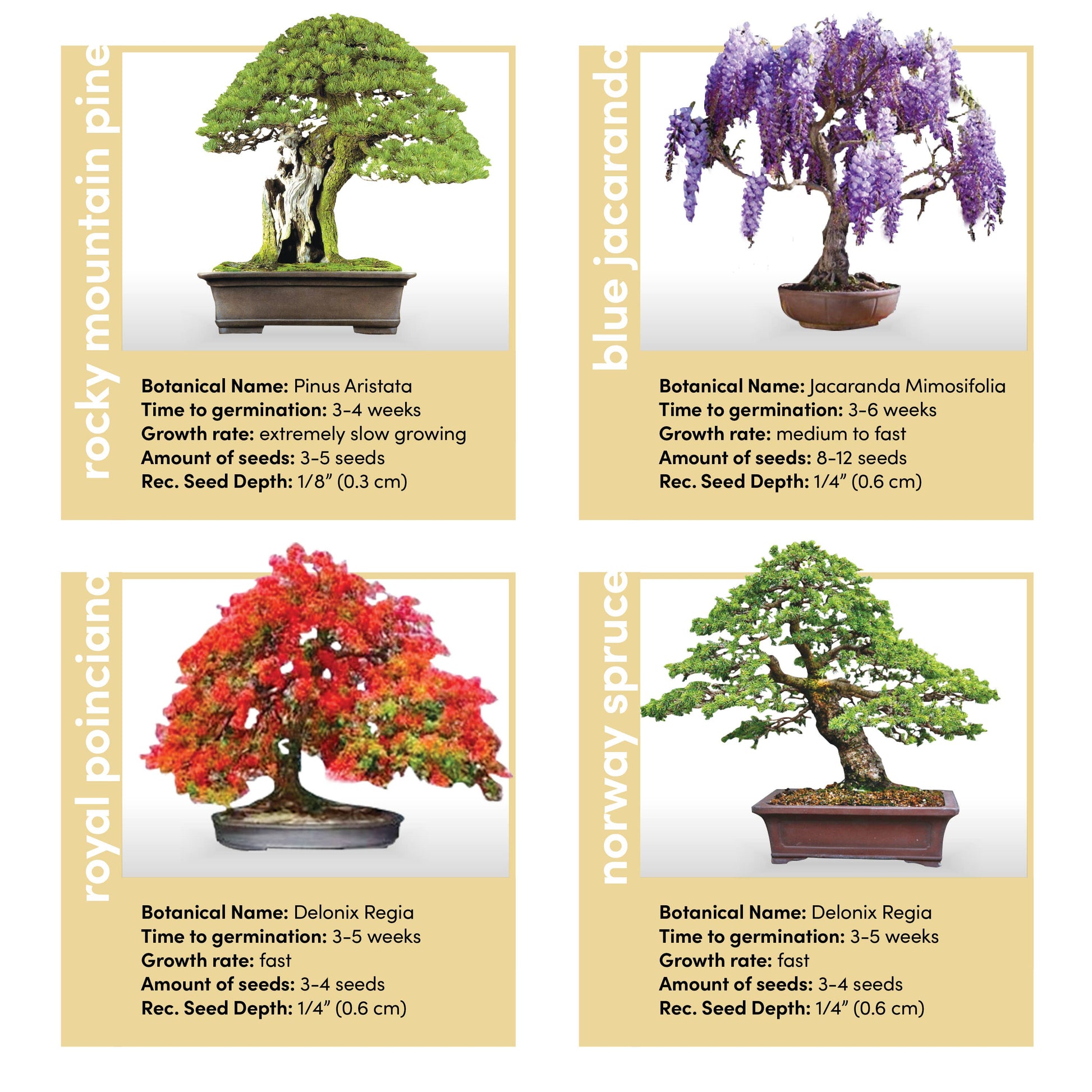 bonsai tree stages Bonsai Growing Kit – Plantify
