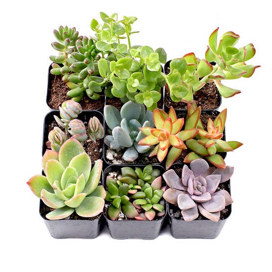 Soft Succulent Sampler Set of 9 - 2in Pots